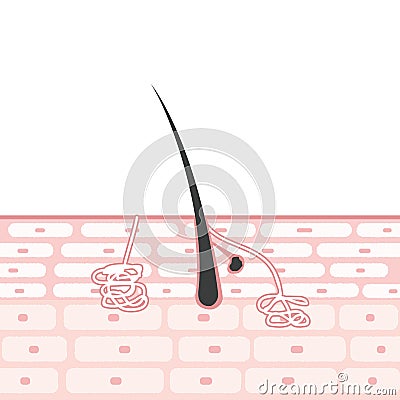 Cross section of the skin Illustrations Sebaceous glands Apocrine sweat glands Eccrine sweat glands Vector Illustration