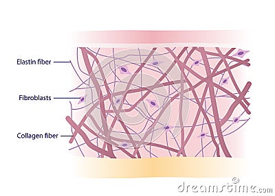 Cross section of skin layer with intact collagen, elastin fibers and fibroblasts in the dermis vector. Vector Illustration
