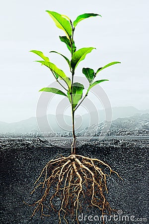 Cross section of soil with a green plant Stock Photo