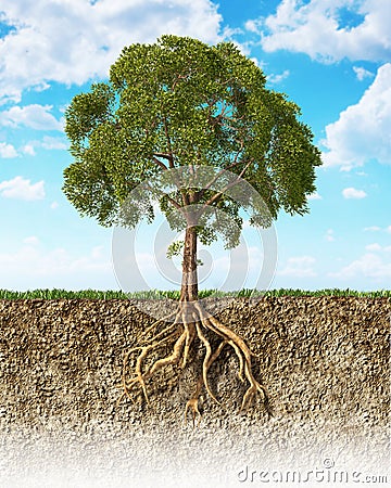 Cross section of soil showing a tree with its roots. Stock Photo