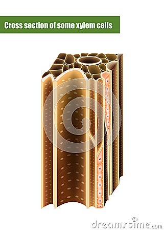 Cross section of some xylem cells Stock Photo