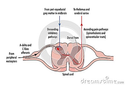 Cross section of spinal cord Vector Illustration
