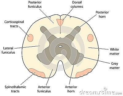 Cross section through spinal cord Vector Illustration