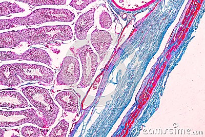 Section of Testis tissue under the microscope . Stock Photo