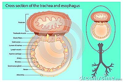 Cross section of the trachea and esophagus. Vector Illustration