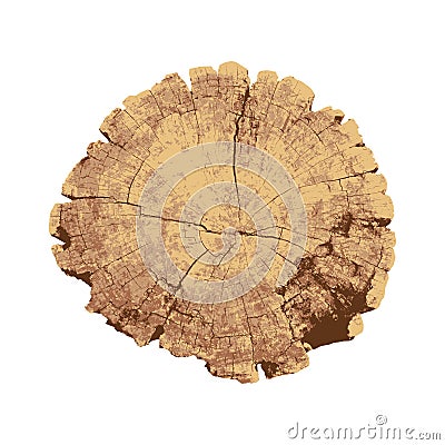 Cross section of tree, tree ring, wood, Stock Photo