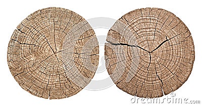 Cross section of tree trunk Stock Photo