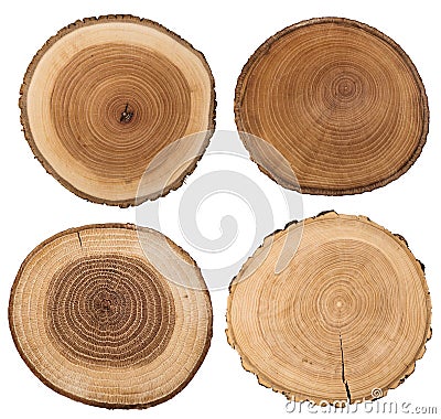 Cross section of tree trunk isolated on white. Stock Photo