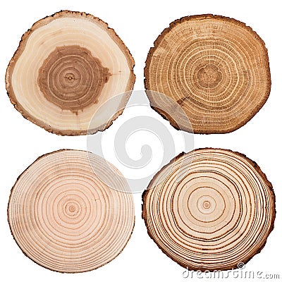 Cross section of tree trunk isolated on white. Stock Photo