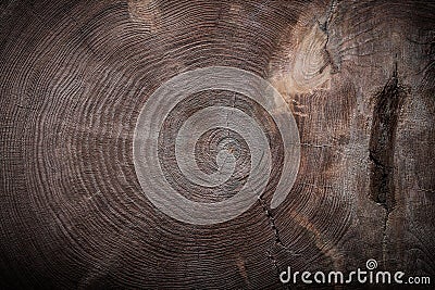 Cross section of tree trunk with texture Stock Photo