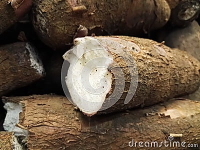 Tuber root of Manihot esculenta, cassava, manioc, mandioca or yuca Stock Photo