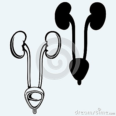 Cross section urinary bladder Vector Illustration