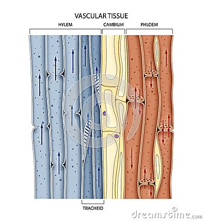 Cross section of a vascular bundle in the stem showing food-conducting phloem and water-conducting xylem Stock Photo