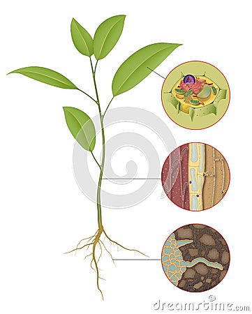 Cross section of a vascular bundle in the stem showing food-conducting phloem and water-conducting xylem Stock Photo