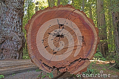 Cross Section View of a Coastal Redwood Tree Stock Photo