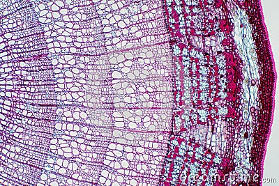 Cross section - Xylem is a type of tissue in vascular plants that transports water and some nutrients Stock Photo