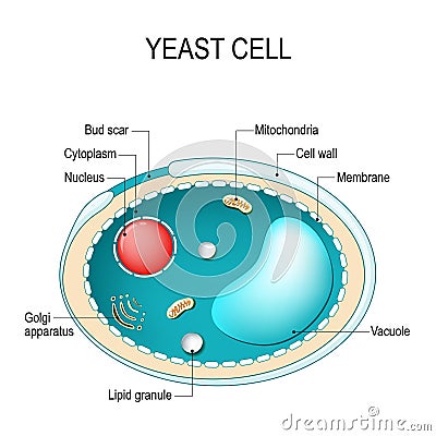 Cross section of a yeast cell. Structure of fungal cell. Vector Illustration