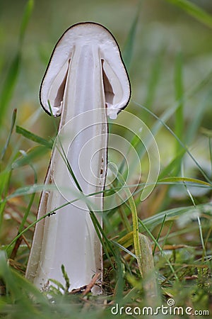 Cross section of young fruit body of a pluteus mushroom Stock Photo