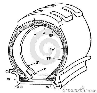 Cross Sectional View of Straight Side Rim Tire, vintage illustration Vector Illustration