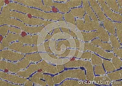Cross-sectioned striated muscle fiber. Sarcoplasmic reticulum Stock Photo