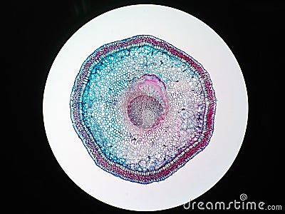 Cross sections of plant root Stock Photo