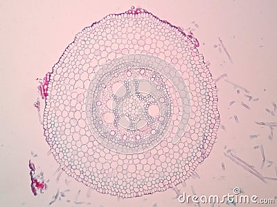 Cross sections of plant root Stock Photo