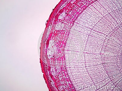 Cross sections of plant stem Stock Photo