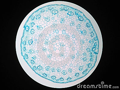 Cross sections of plant stem Stock Photo