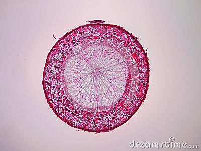 Cross sections of plant stem Stock Photo
