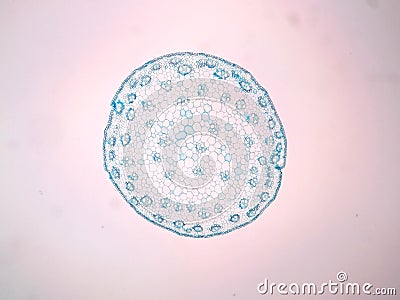 Cross sections of plant stem Stock Photo