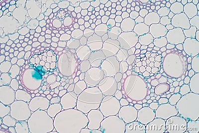 Cross sections of plant stem under microscope view Stock Photo