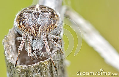 Cross spider (Araneus diadematus) Stock Photo