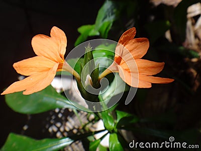 Crossandra flowers Stock Photo