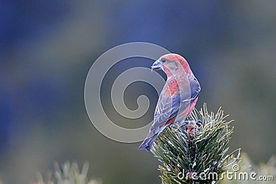 Crossbill in natural habitat (loxia curvirostra) Stock Photo