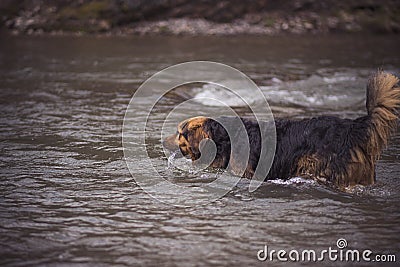Crossbred dog in a river Stock Photo
