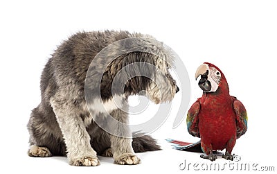 Crossbreed, 4 years old, sitting and looking at a Green-winged Macaw, Ara chloropterus, 1 year old Stock Photo