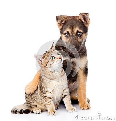 Crossbreed dog embracing small tabby cat. isolated on white Stock Photo