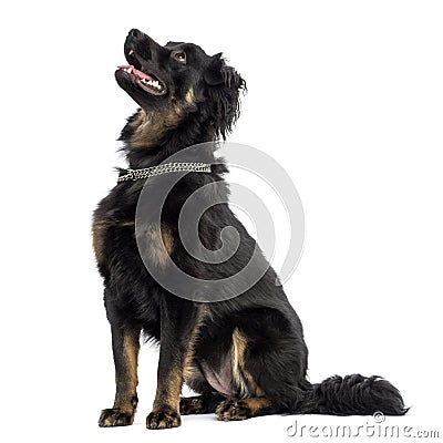 Crossbreed dog sitting, panting, looking up, isolated Stock Photo