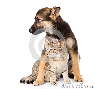 Crossbreed dog and small tabby cat. isolated on white background Stock Photo