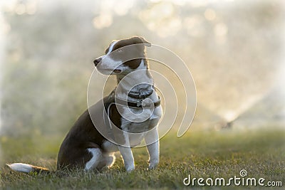 Crossbreed dog during sunset in grass. Stock Photo