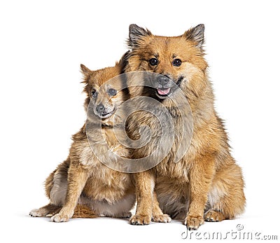 crossbreed dogs sitting, isolated on white Stock Photo