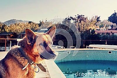 Crossbreed Geman shepherd near the pool Stock Photo