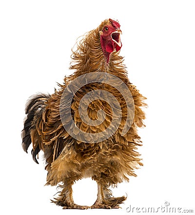 Crossbreed rooster crowing, Pekin and Wyandotte Stock Photo