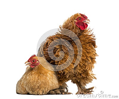 Crossbreed rooster, Pekin and Wyandotte Stock Photo