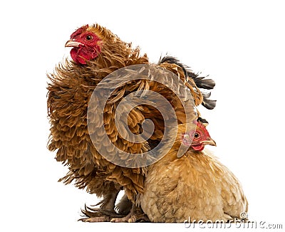 Crossbreed rooster, Pekin and Wyandotte Stock Photo