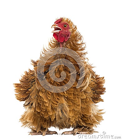 Crossbreed rooster, Pekin and Wyandotte, looking Stock Photo