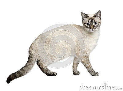Crossbreed between a siamese and a tabby (9 months Stock Photo