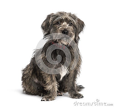 Crossbreed sitting and looking away Stock Photo