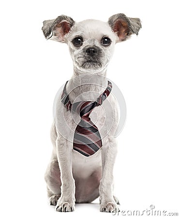 Crossbreed sitting and wearing a bow tie Stock Photo