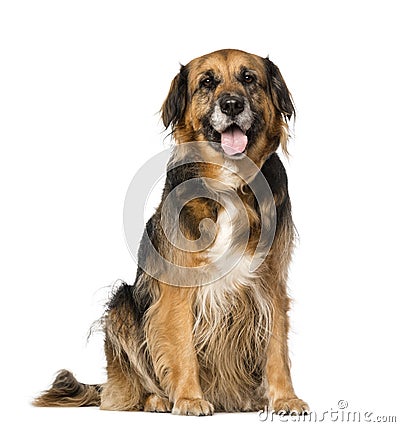 Crossbreed (7 years old) Stock Photo